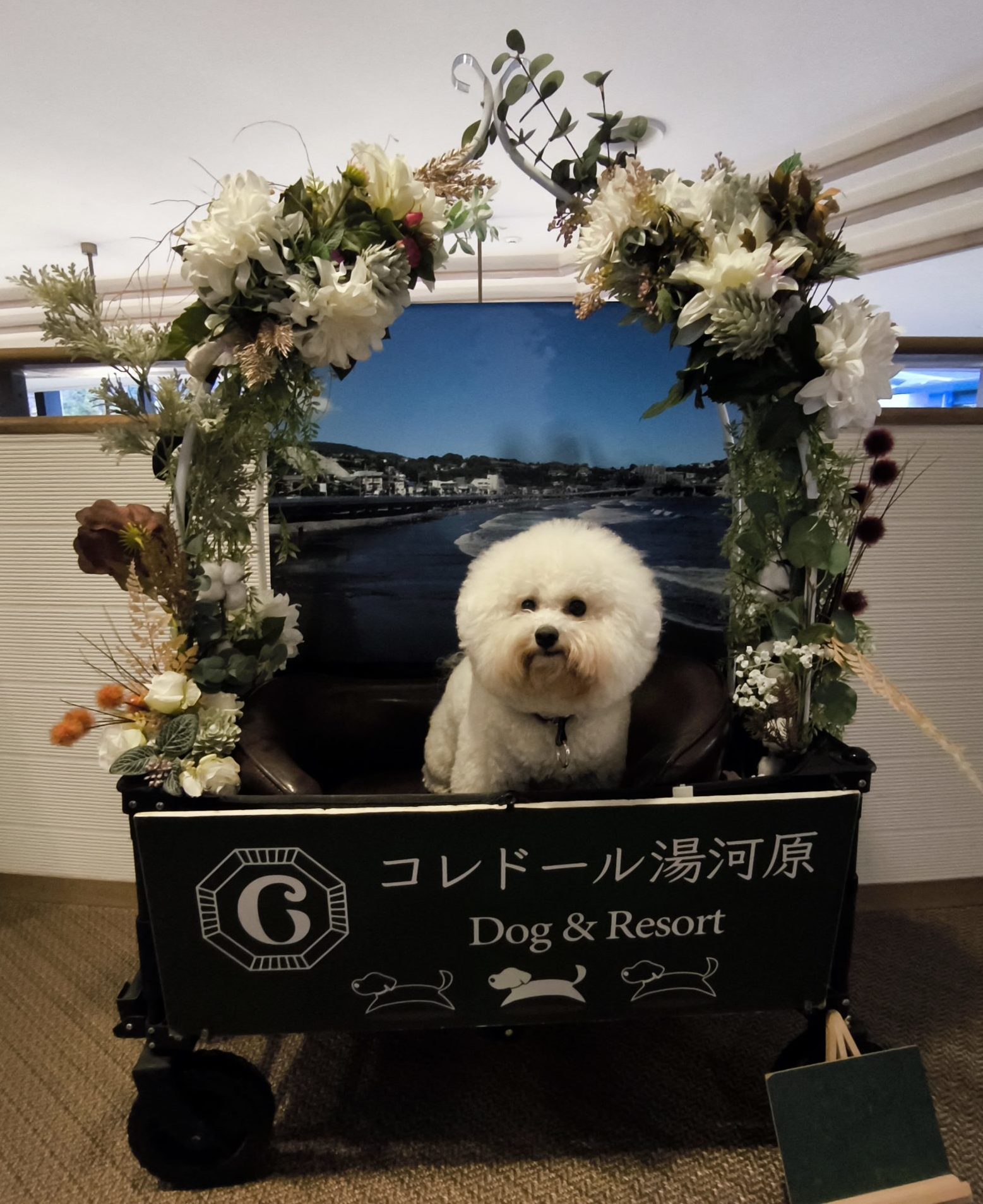 コレドール湯河原のフォトスポットでカートに乗る愛犬（ビションフリーゼ）