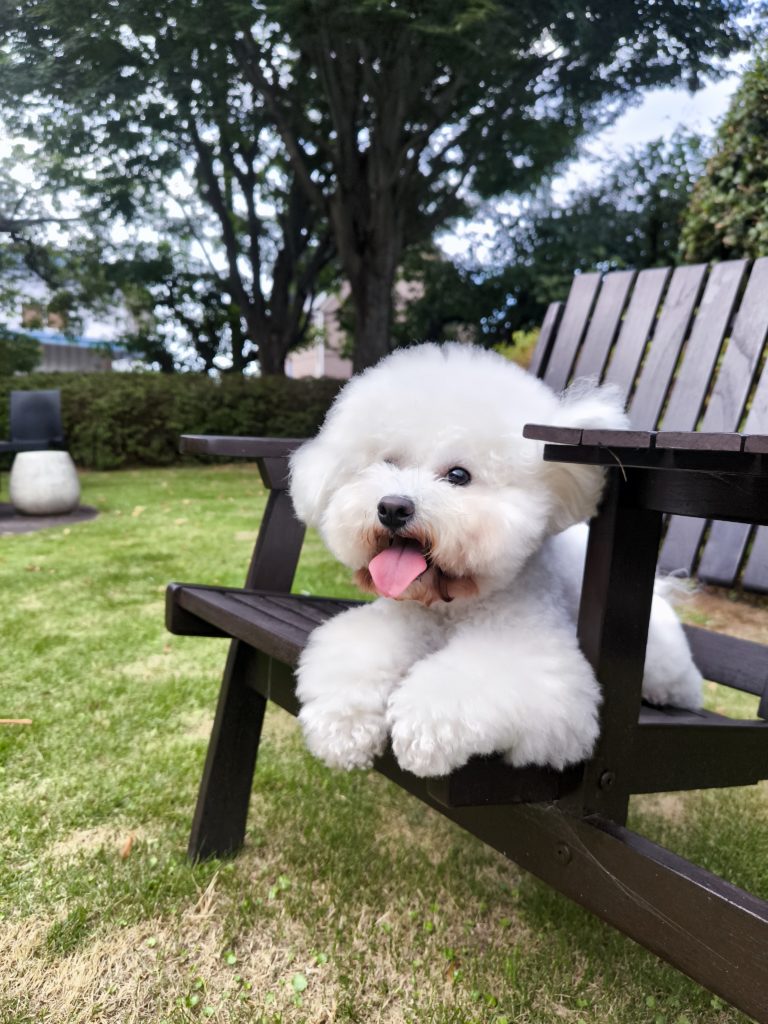 ドッグランで休む愛犬