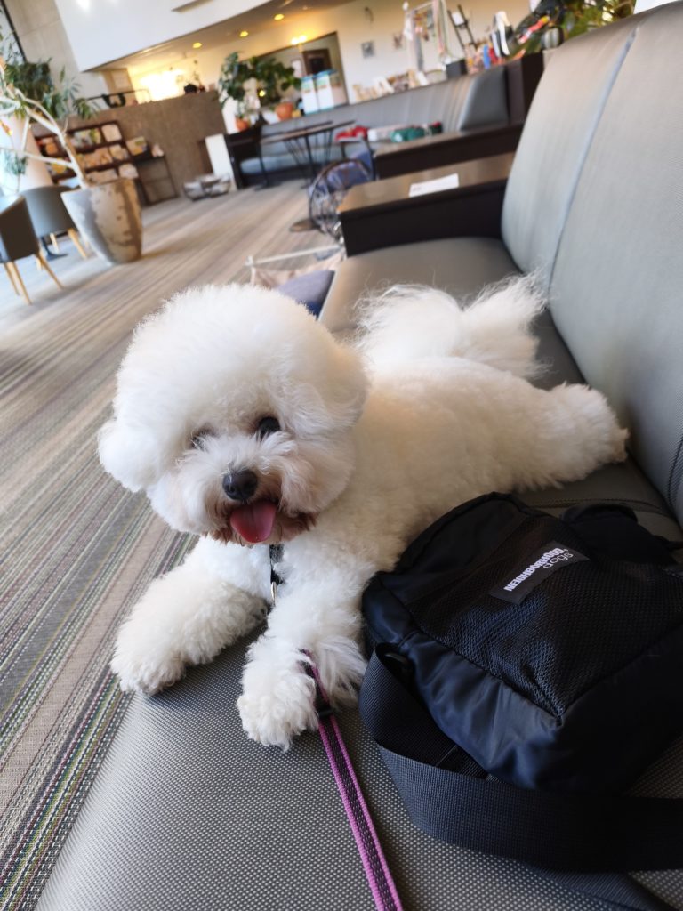 コレドール湯河原のロビーでくつろぐ愛犬。ウェルカムドリンクを飲みながらゆっくり過ごせます