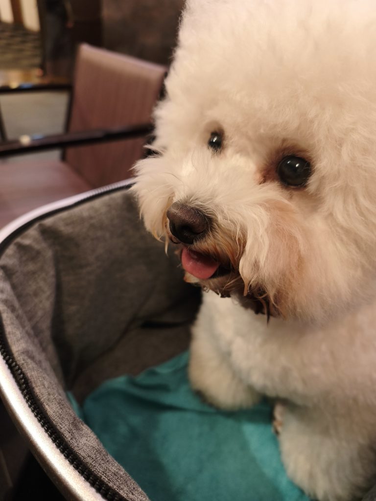 食事会場のカートでリラックスする愛犬（ビションフリーゼ）