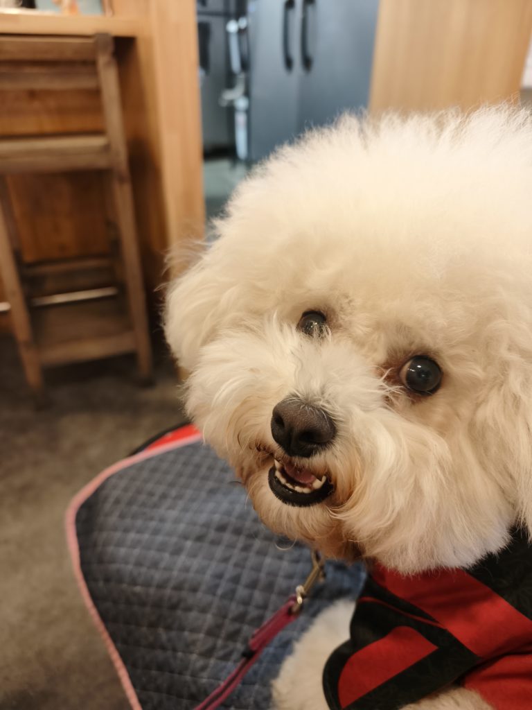 串カツ田中でくつろぐ愛犬のビションフリーゼ