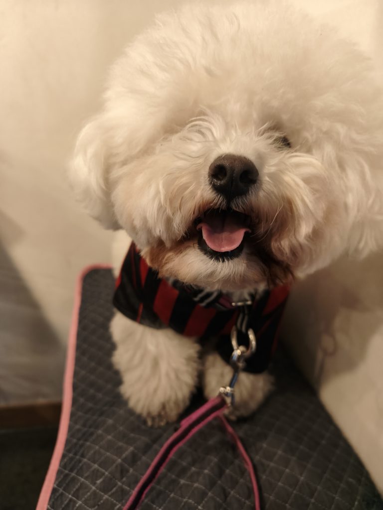 串カツ田中で椅子の上に座る愛犬のビションフリーゼ