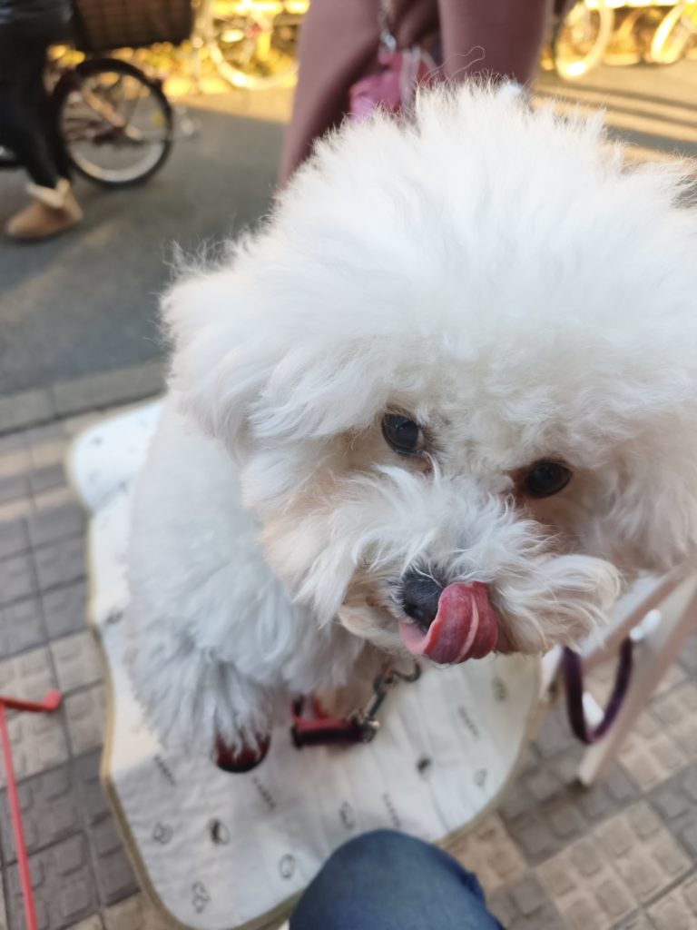 OTEMO訪問時の愛犬の様子｜犬連れカフェ体験レポ