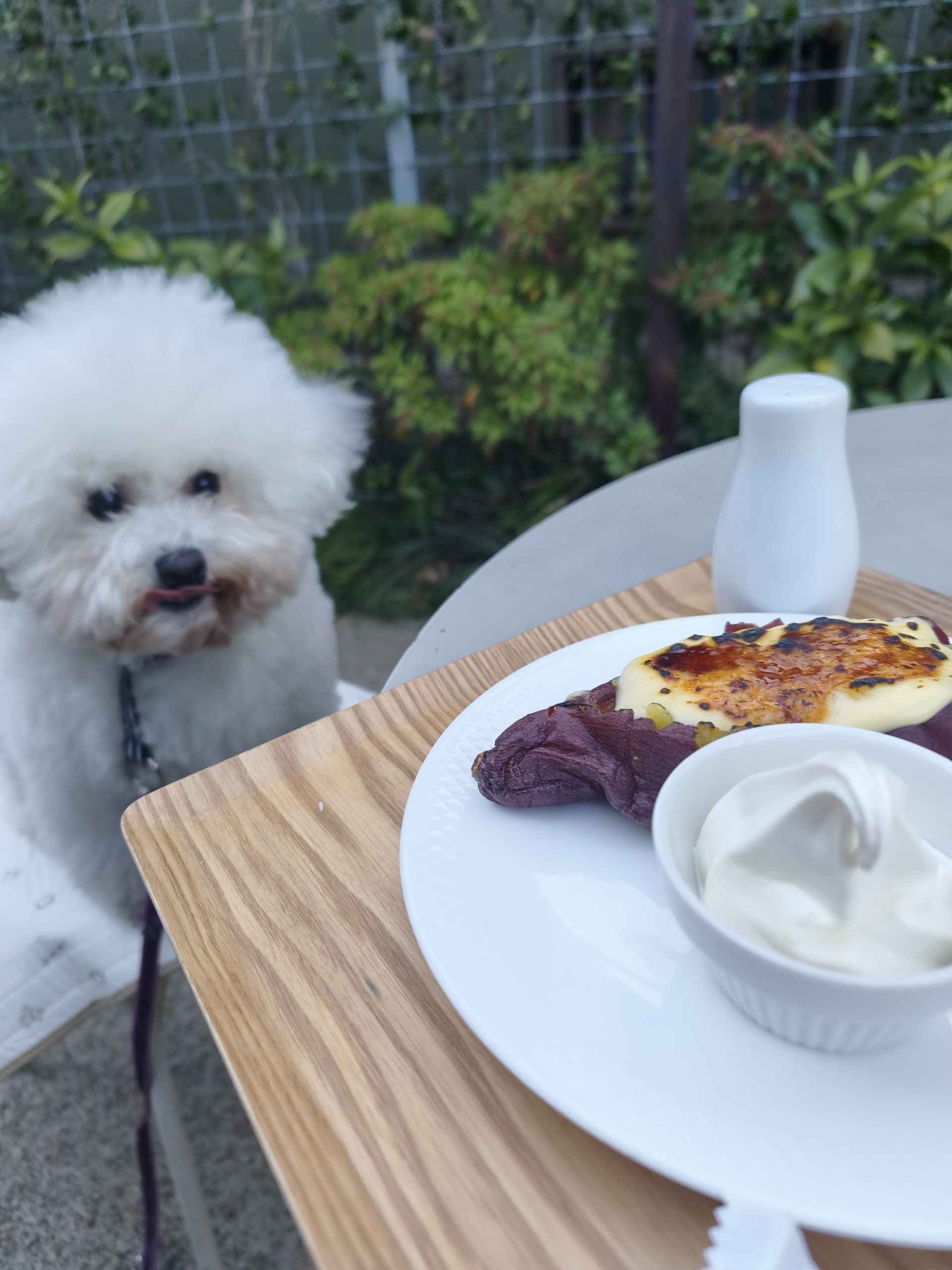 花重谷中茶屋でくつろぐ愛犬とスイーツ｜犬連れOK