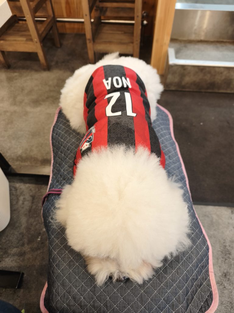 串カツ田中で椅子の上でくつろく愛犬のビションフリーゼ