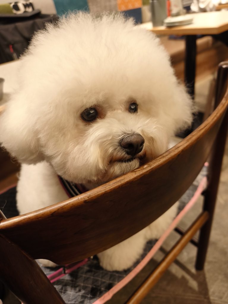 東麻布のgift tokyoのお店の中でくつろぐ愛犬