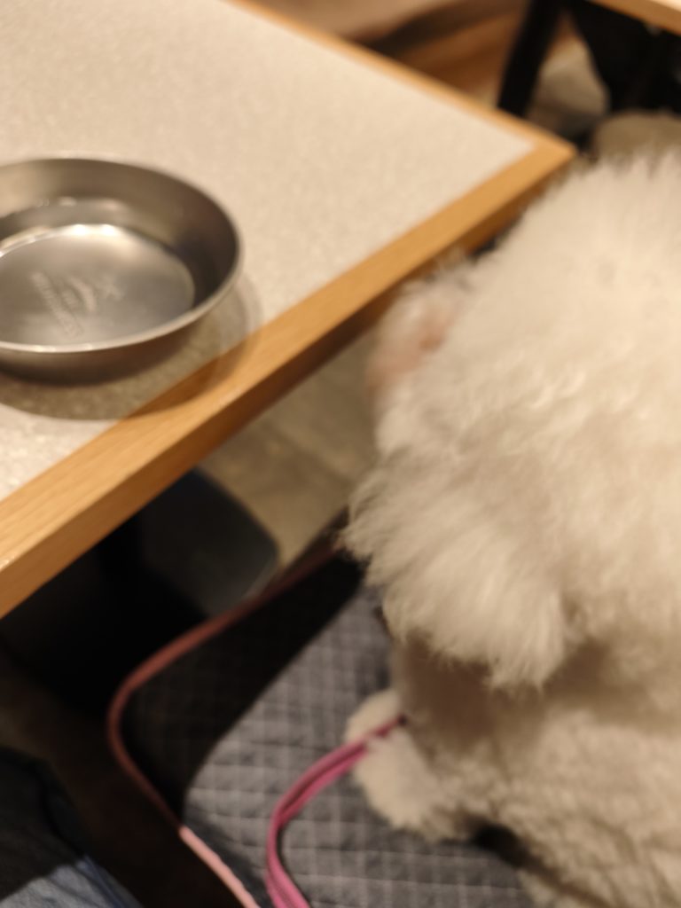 東麻布のgift tokyoはワンちゃん用のお水も貰えます