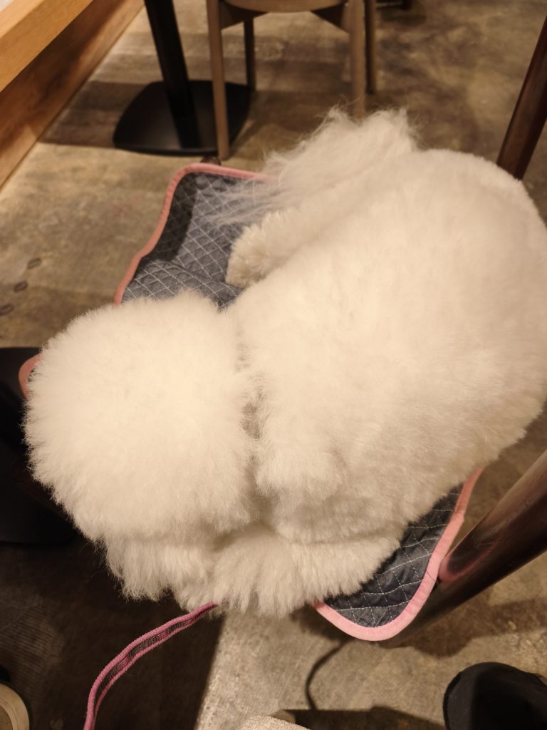 東麻布のgift tokyoのお店の中でくつろぐ愛犬