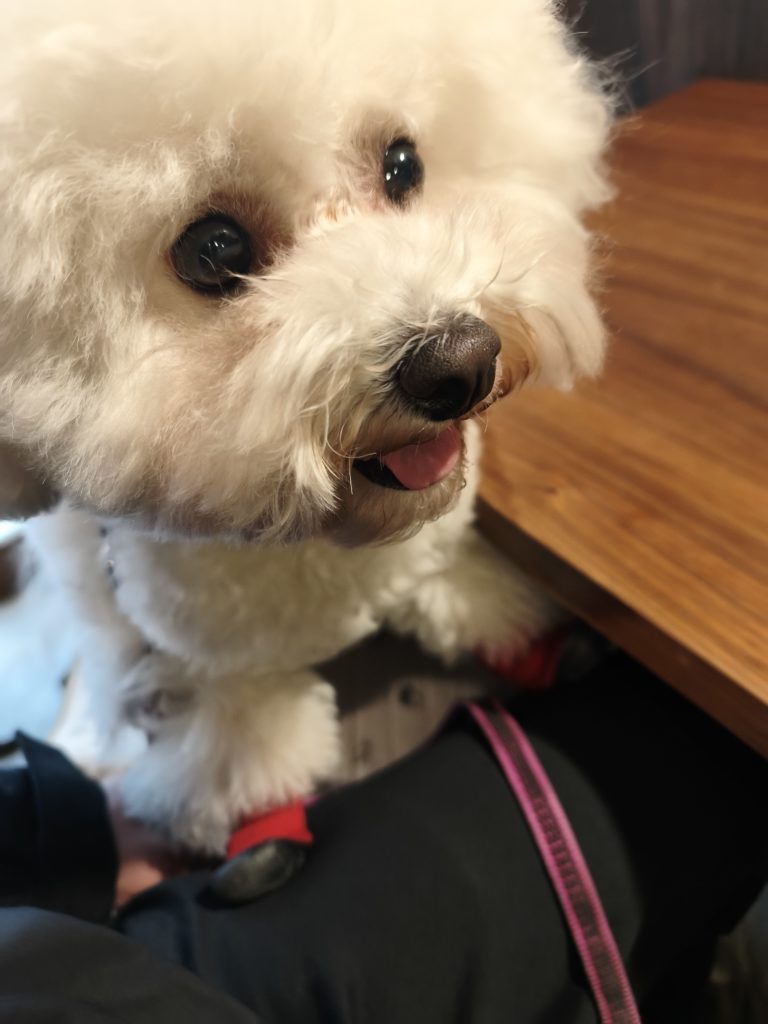 千駄木の雨音茶寮で楽しそうにする愛犬